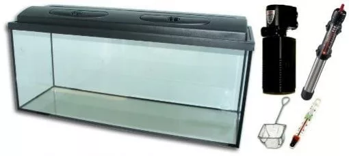 koi-kert20261020193212136106